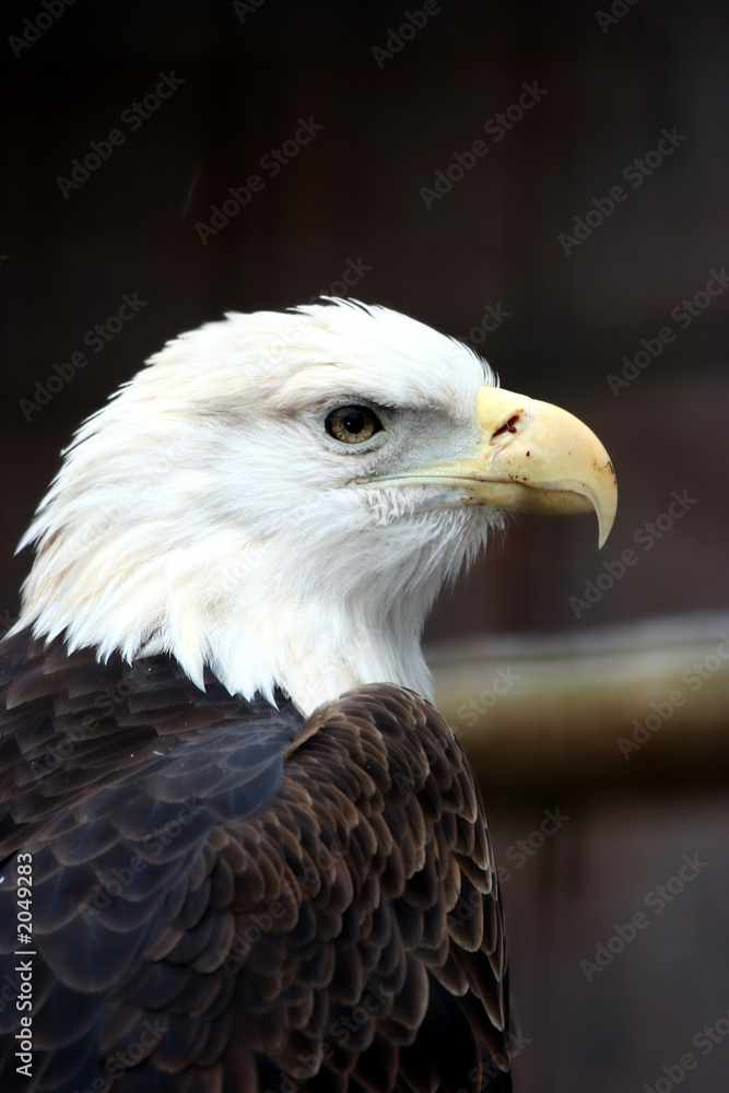 bald eagle bald eagle