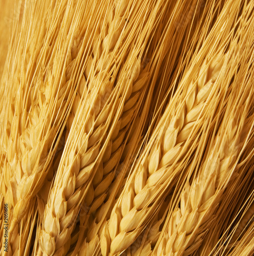 wheat