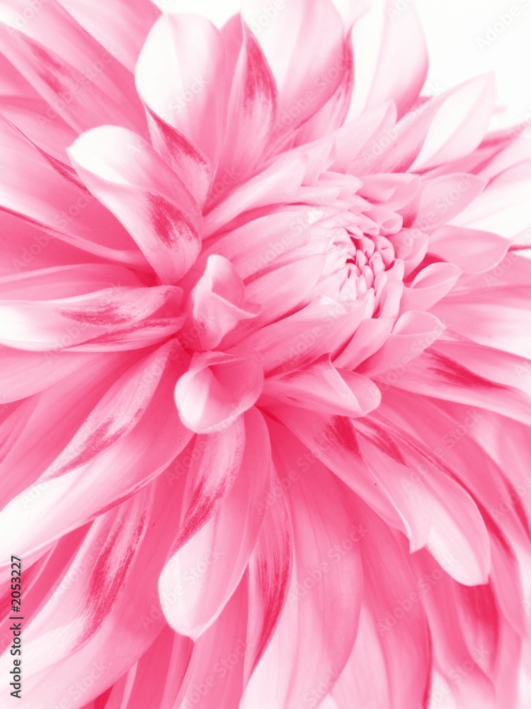 rosy flower