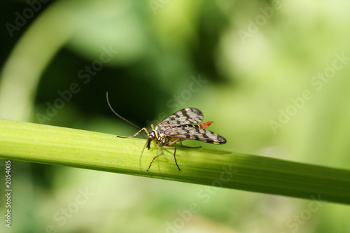 insect on a green leaf © Dancer01