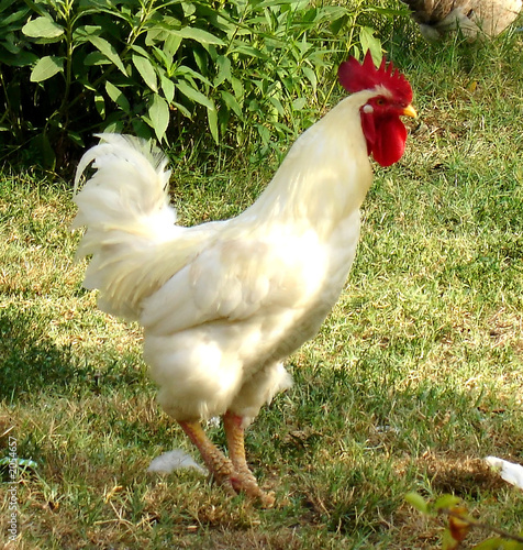 coq