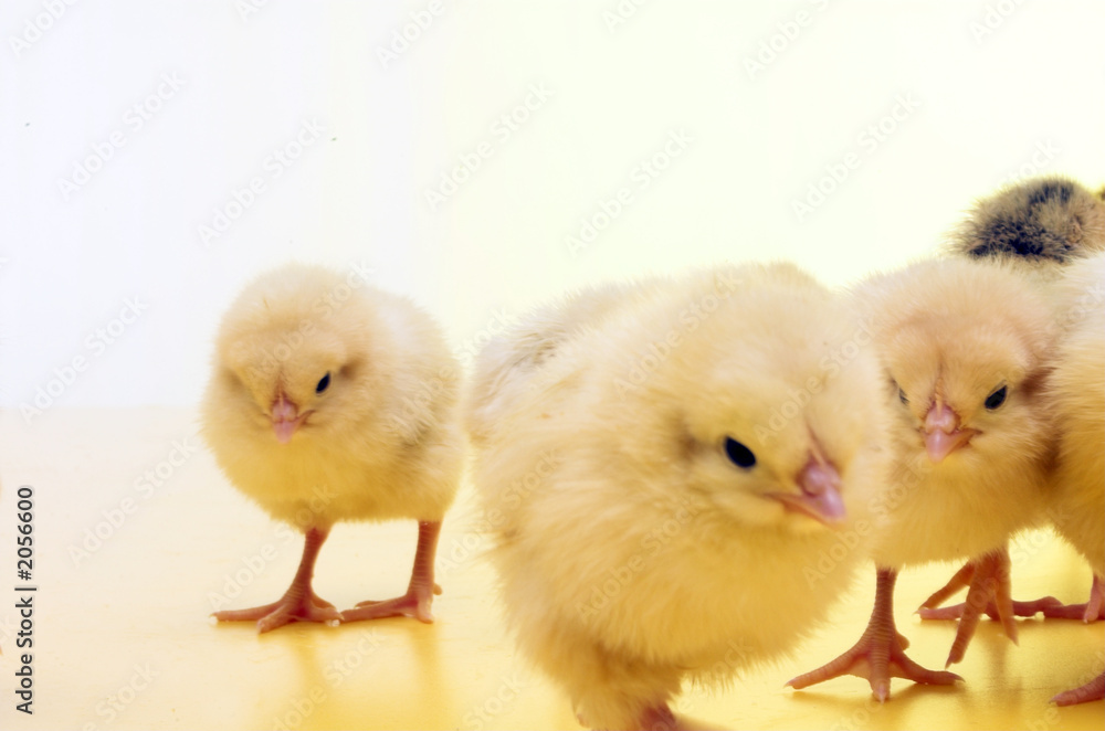 Fototapeta premium chicken