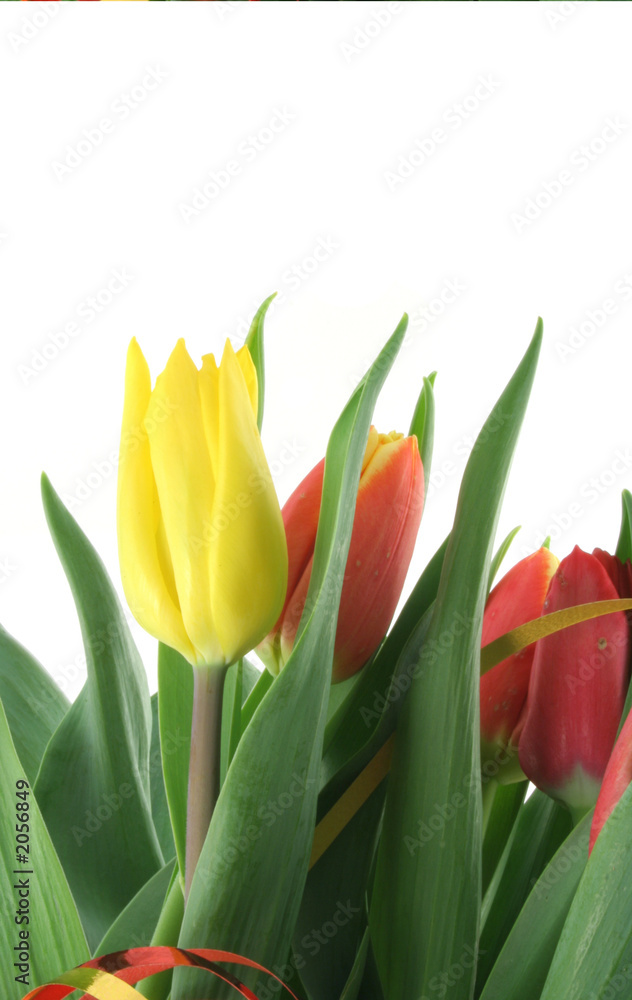 bouquet of colorful tulips on white bouquet of colorful tulips on white