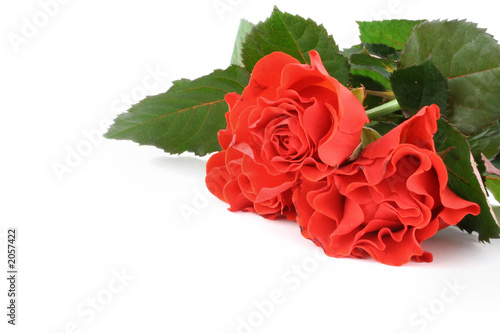 bunch of red roses with copyspace