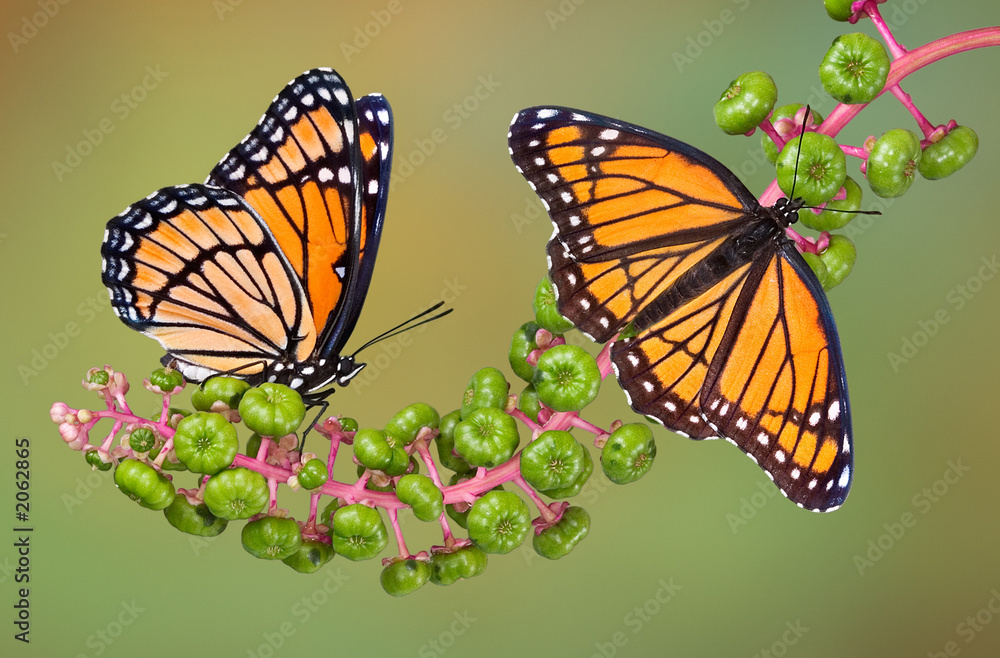 Fototapeta premium viceroys on poke weed