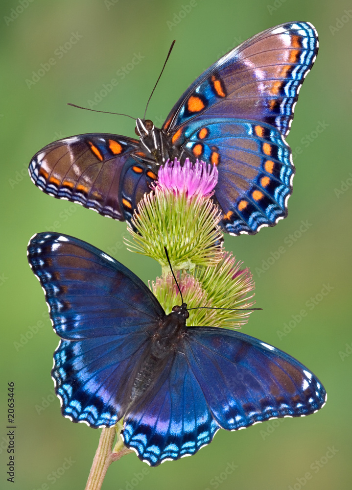 Fototapeta premium czerwono-plamiste fioletowe motyle