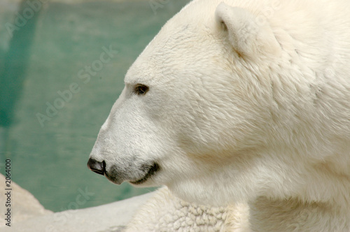 side view of the head of a polar bear