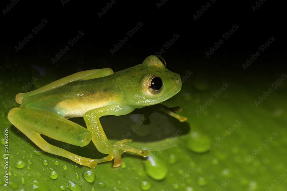 Obraz premium grüner frosch