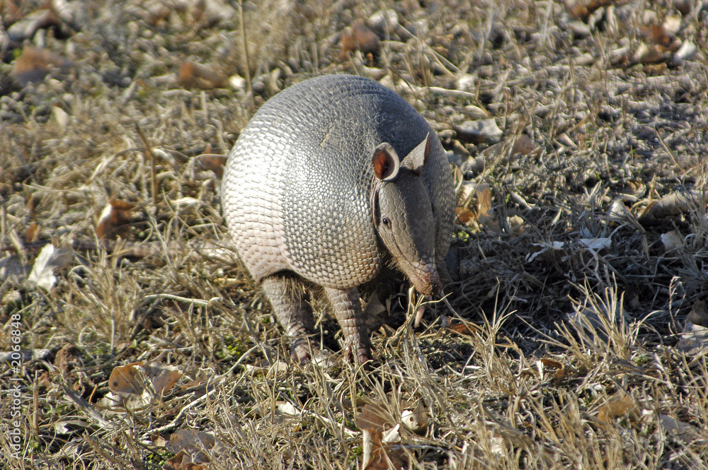 armadillo armadillo