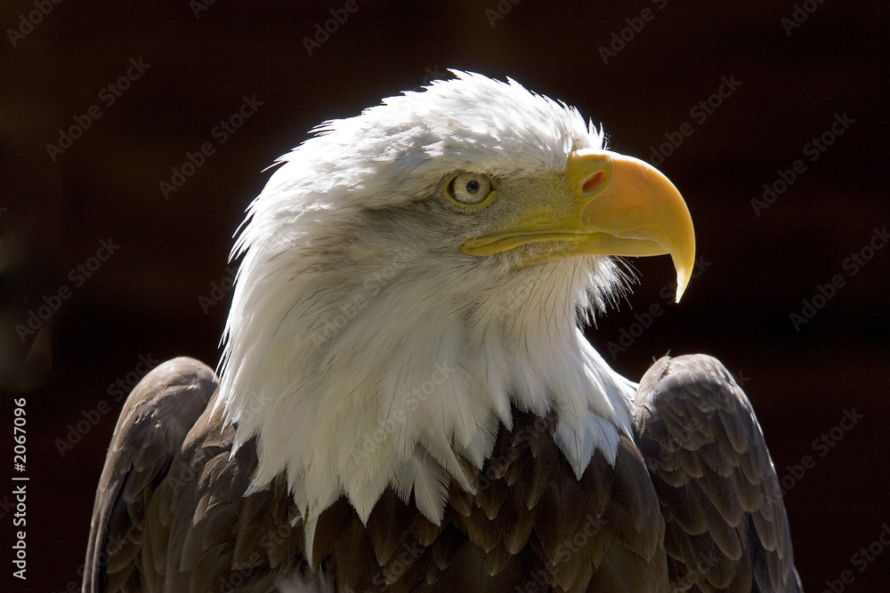 Fototapeta premium bald eagle
