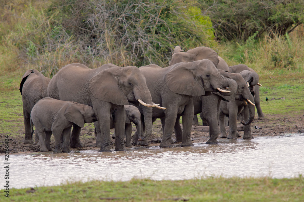 Naklejka premium african elephants