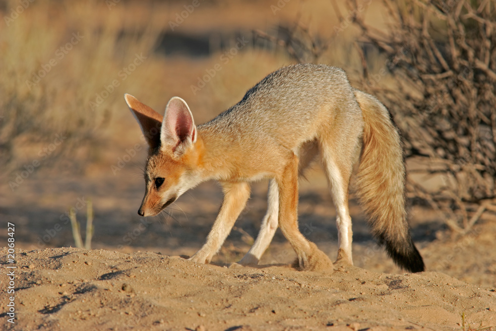 cape fox cape fox
