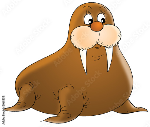 walrus