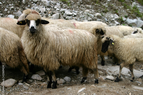 sheep hurd photo