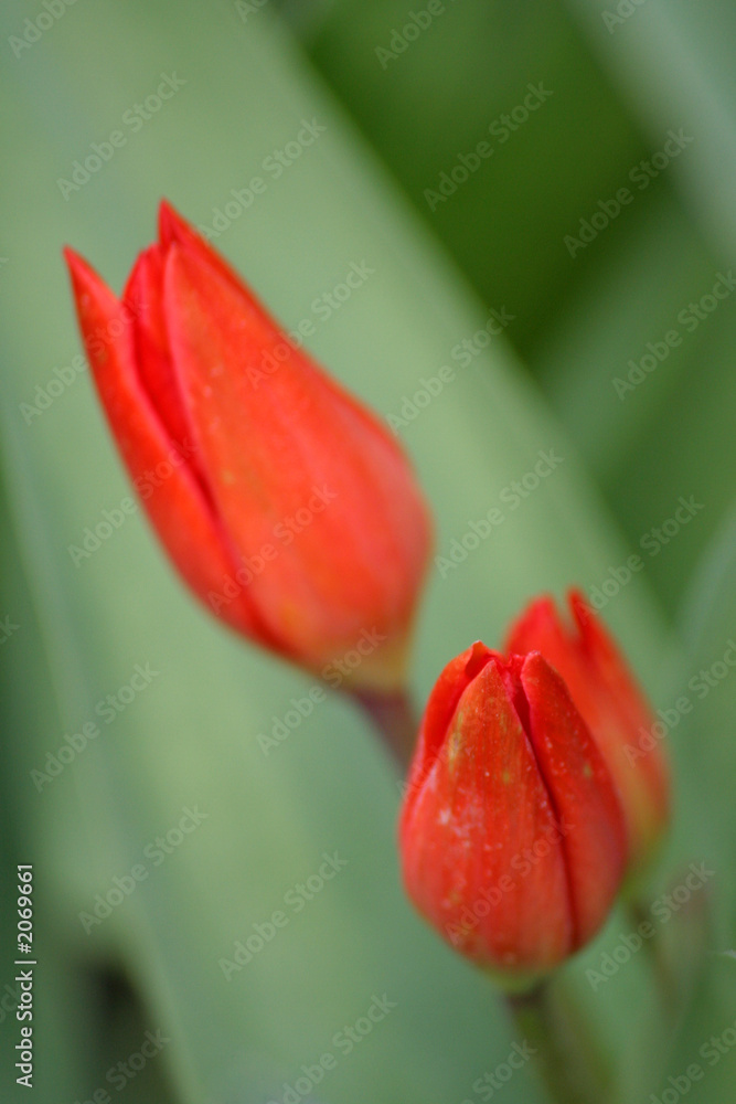 tulip twins