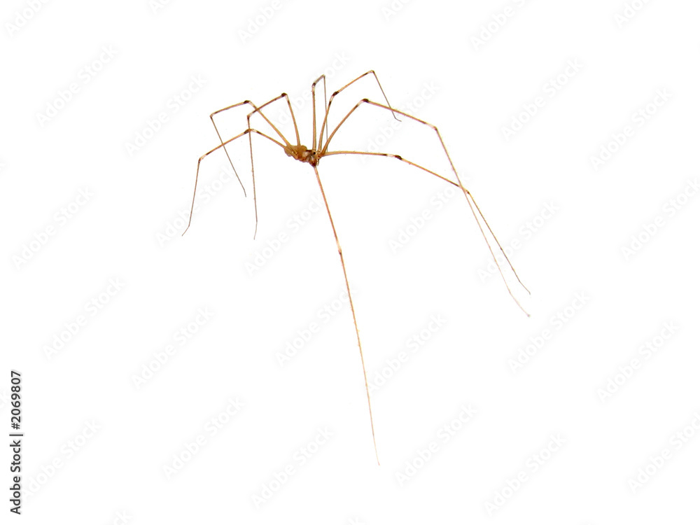 spider spider