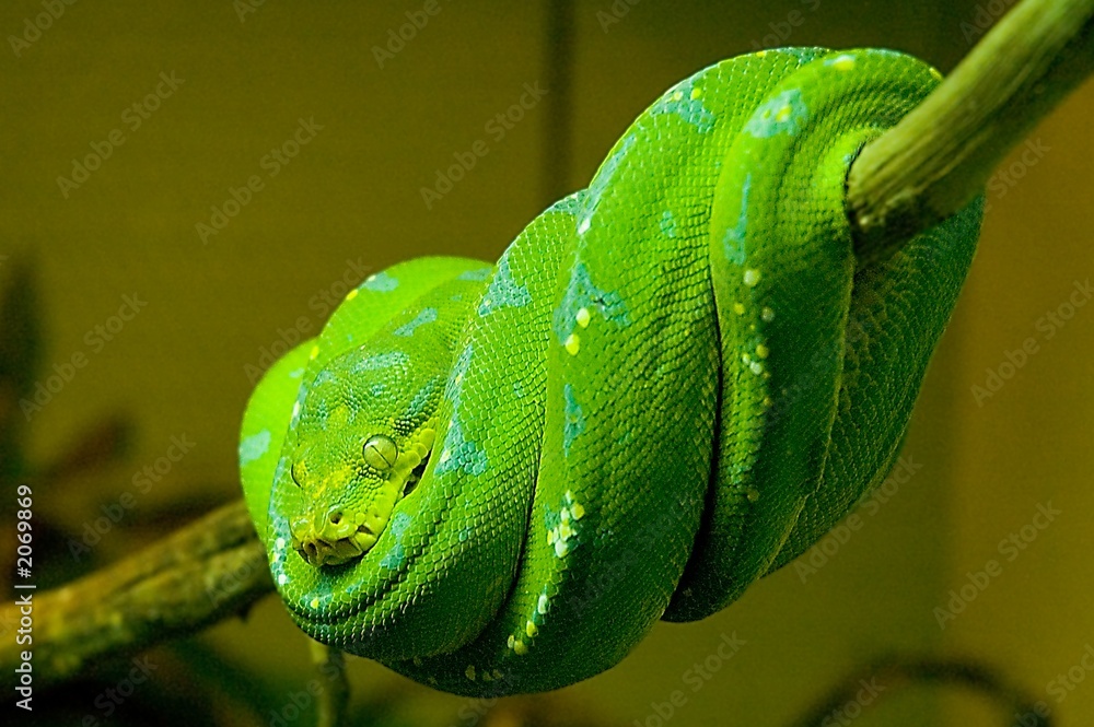 Naklejka premium green snake