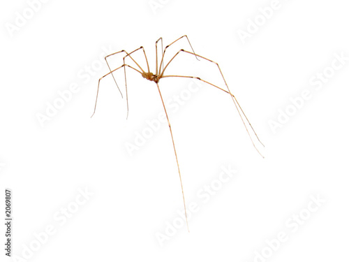 Wallpaper Mural spider Torontodigital.ca