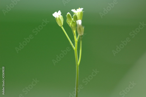 fleurs d'arabidopsis thaliana photo
