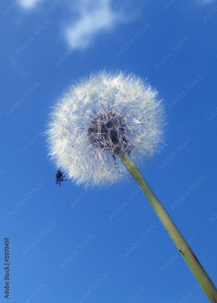 pusteblume mit gast