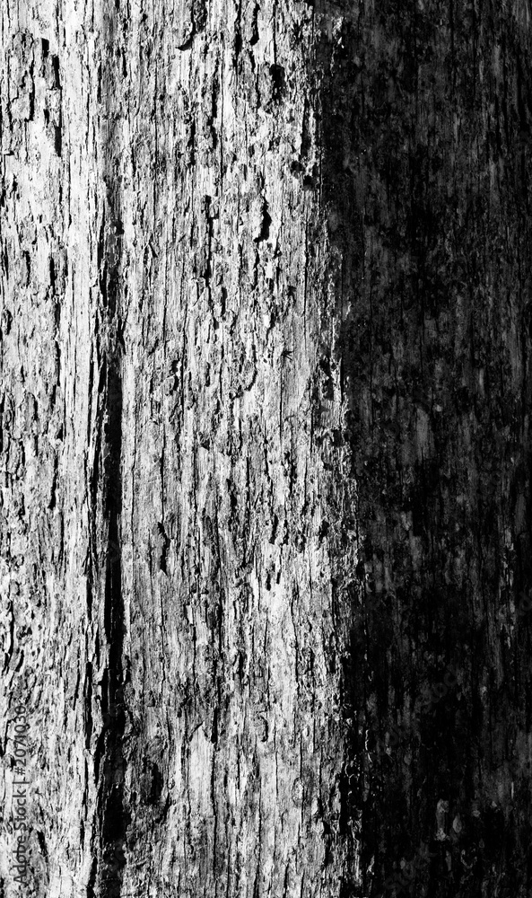 shag-bark hickory bark texture, bw shag-bark hickory bark texture, bw