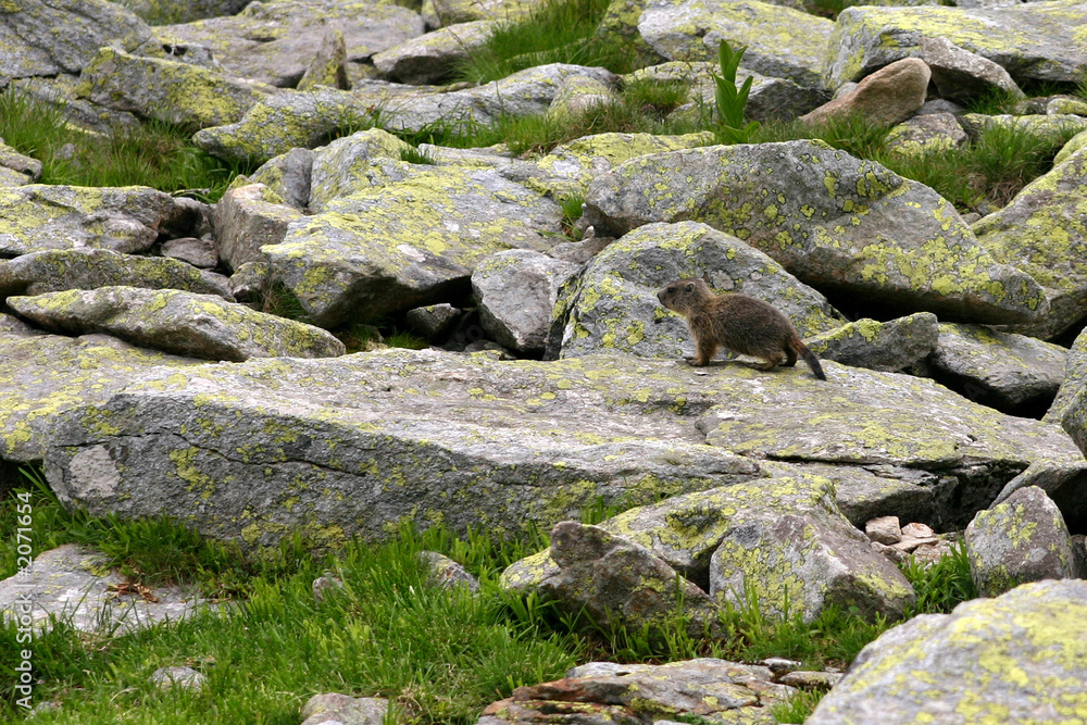 marmot portrait marmot portrait