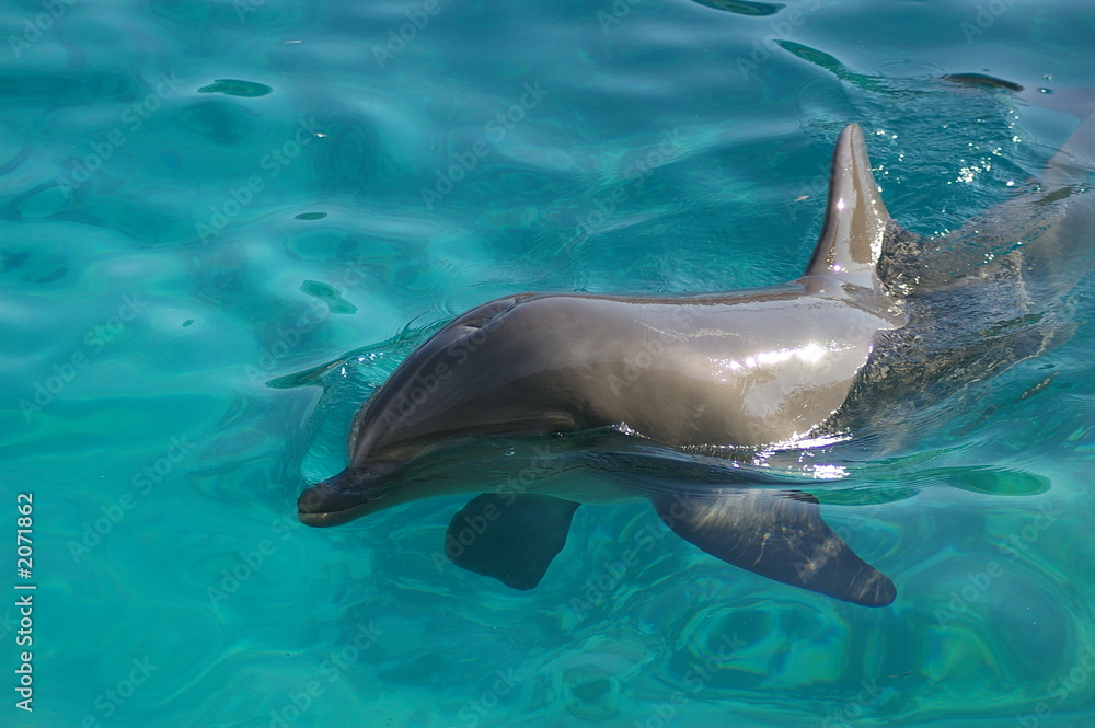 Obraz premium dauphin