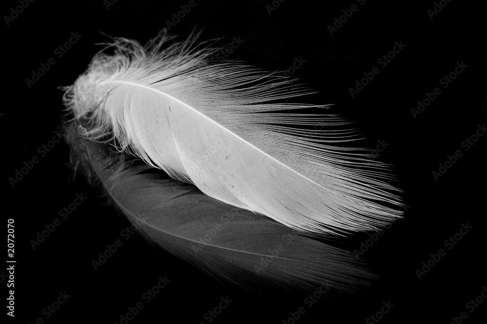 white feather on the black.