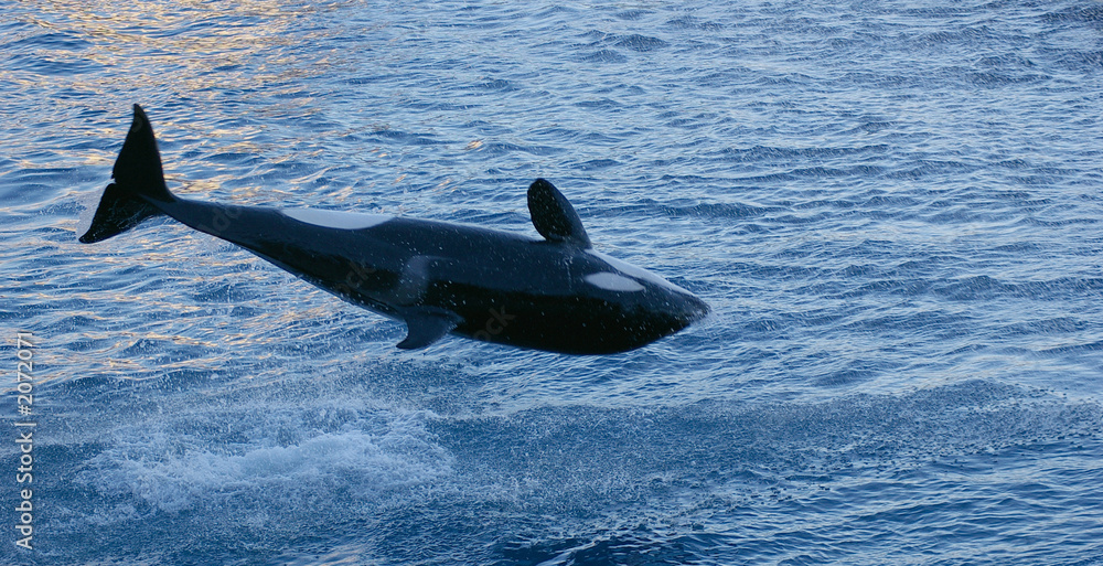 Obraz premium saut d'orque