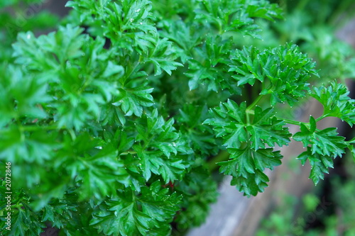 basil...
