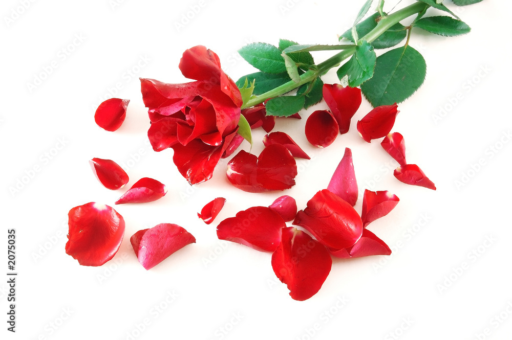 rose and petals rose and petals