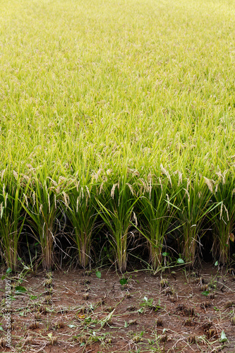 japanese rice field