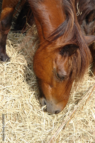 cheval marron