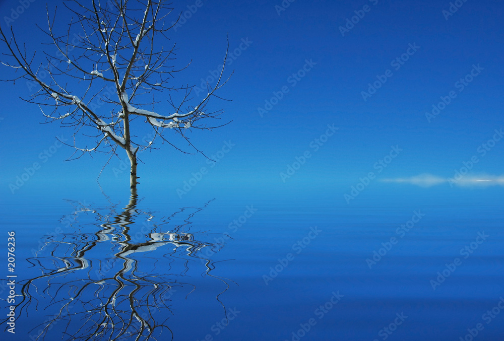 tree in the water and its reflection in the water tree in the water and its reflection in the water