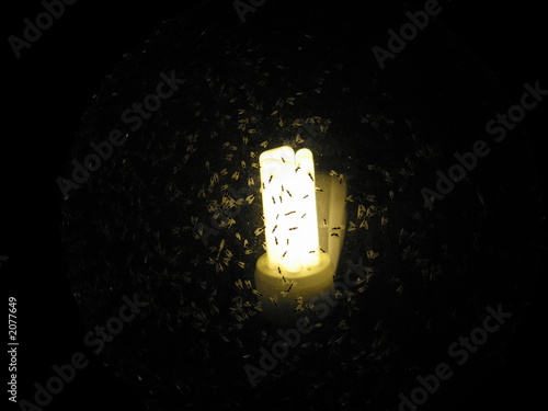 insekten auf leuchte