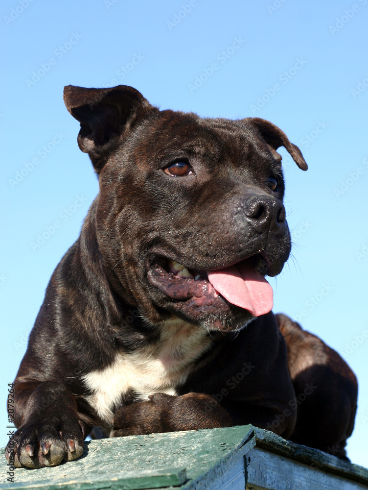 Obraz premium pit bull d'amour