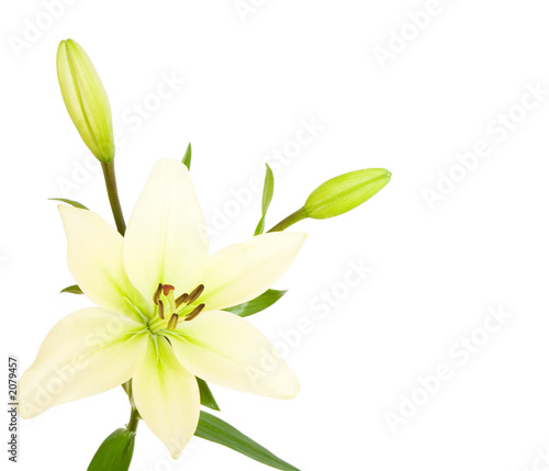 white lily with copy space © Paul Maguire