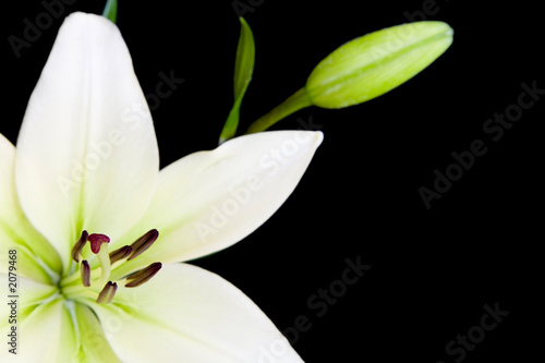 white lily with copy space