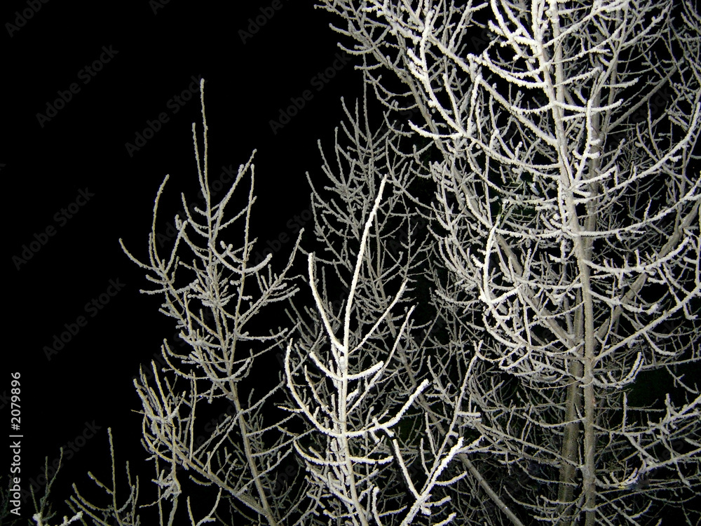 Obraz premium the snow-covered tree