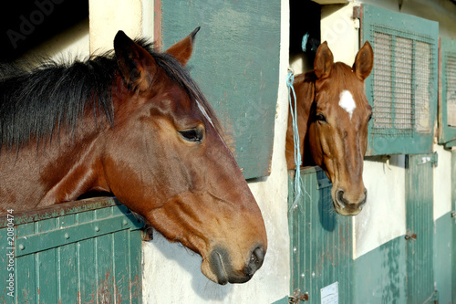 horses in their stable photo