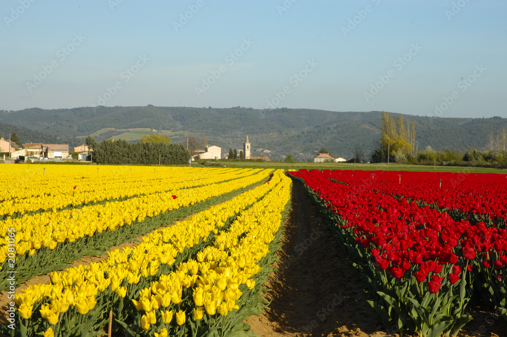 Fototapeta premium tulipani di colori giallo e rosso