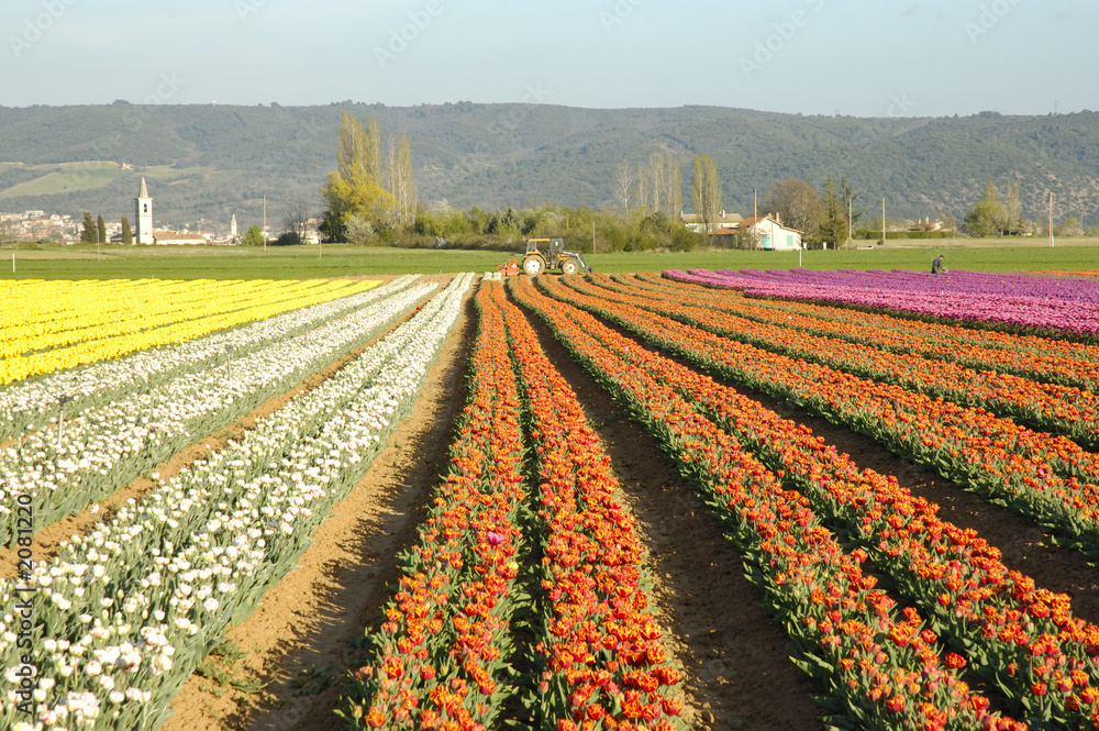 tulipani di diverso colore tulipani di diverso colore