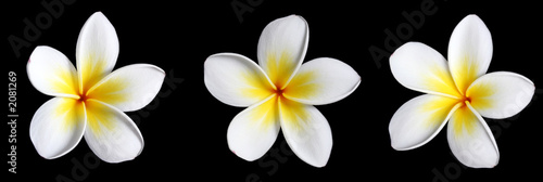 three frangipani on black