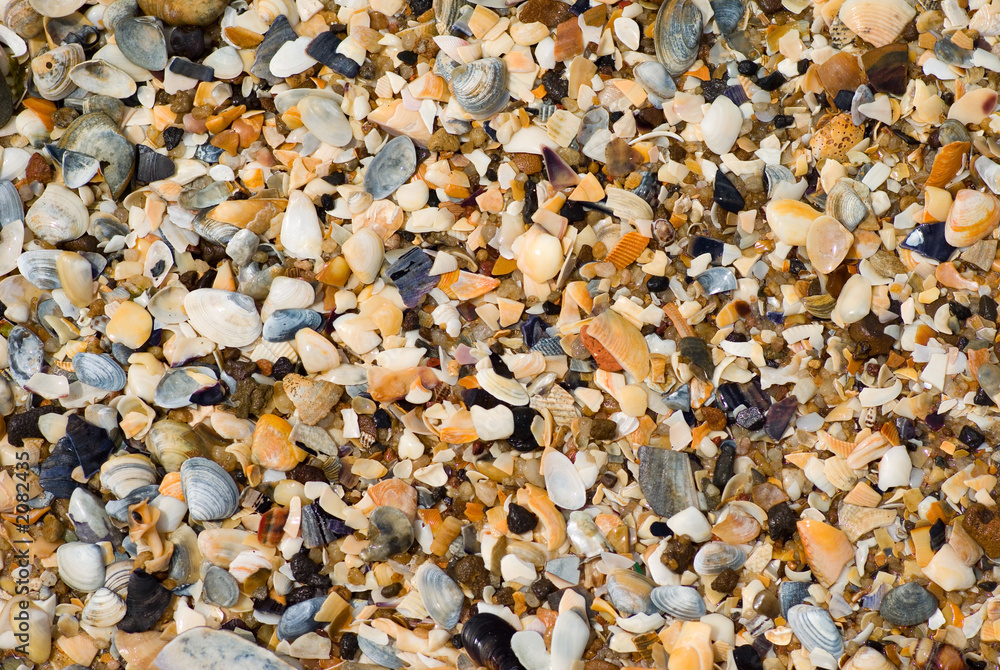shell background shell background