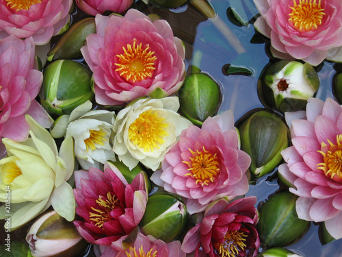 water lilies