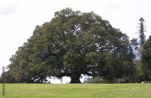 moreton bay fig