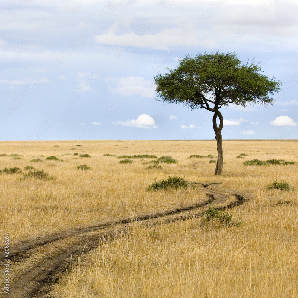 masai mara