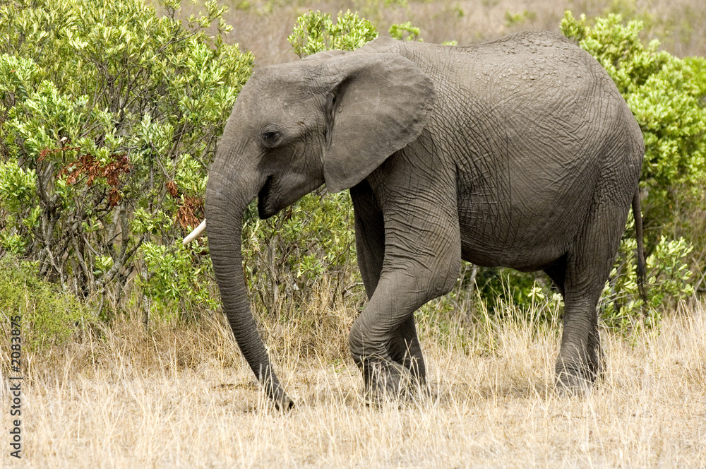 jeune éléphant jeune éléphant