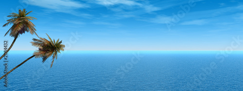 palm_panorama