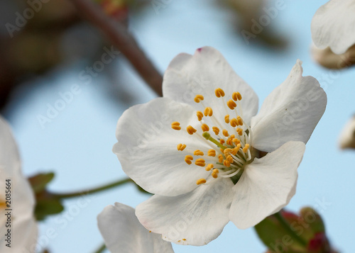 fleur de crisier